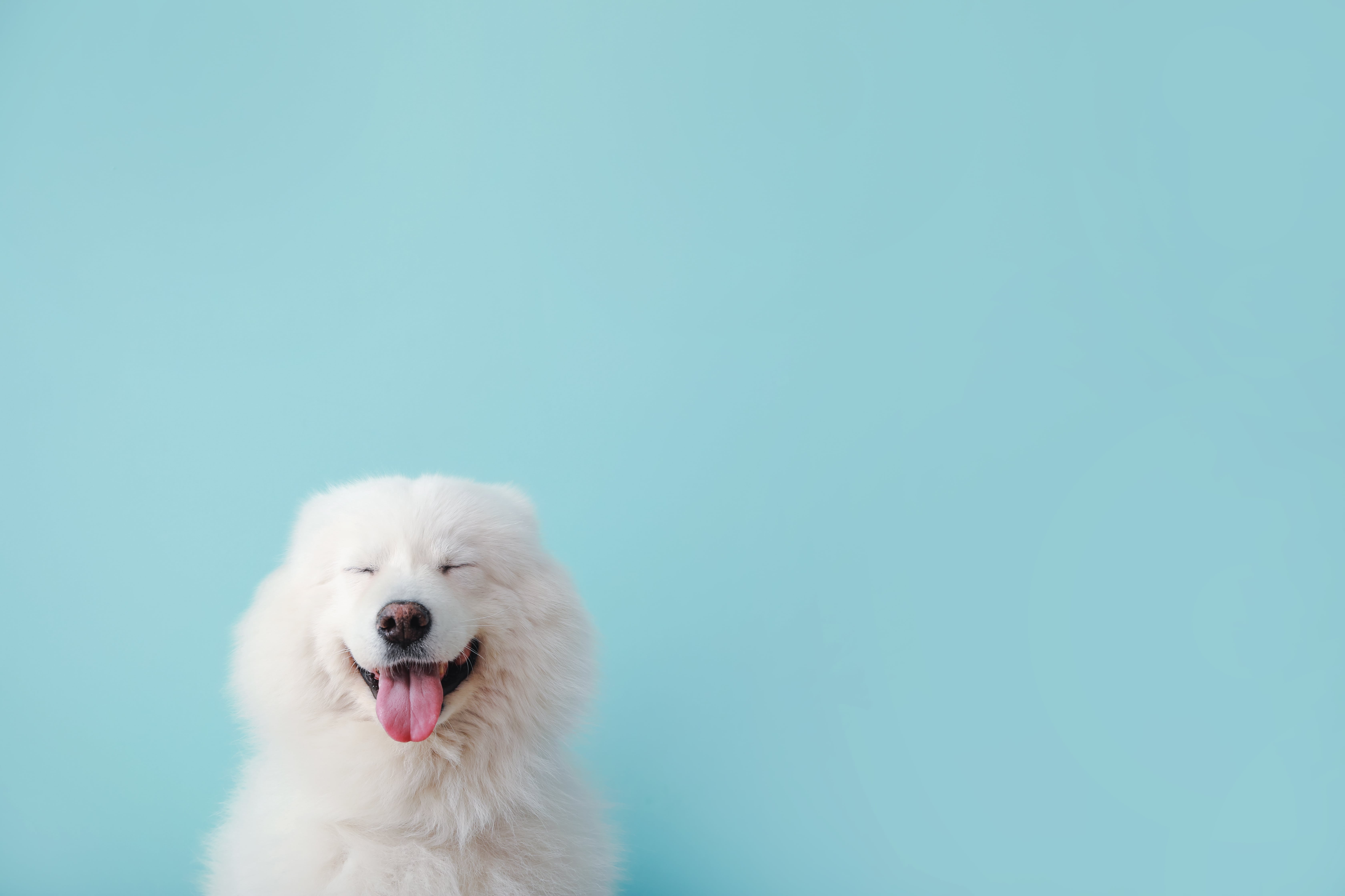 White dog on blue background
